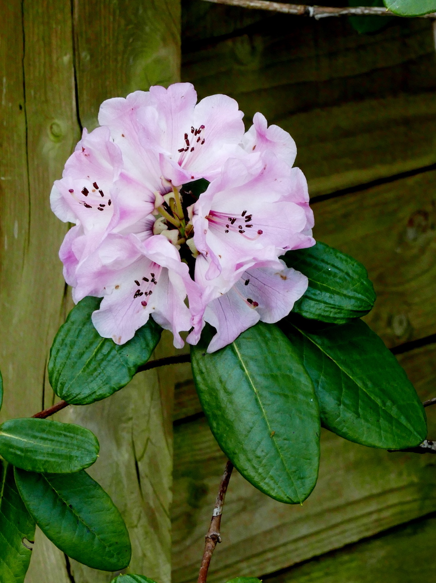 R. hirtipes